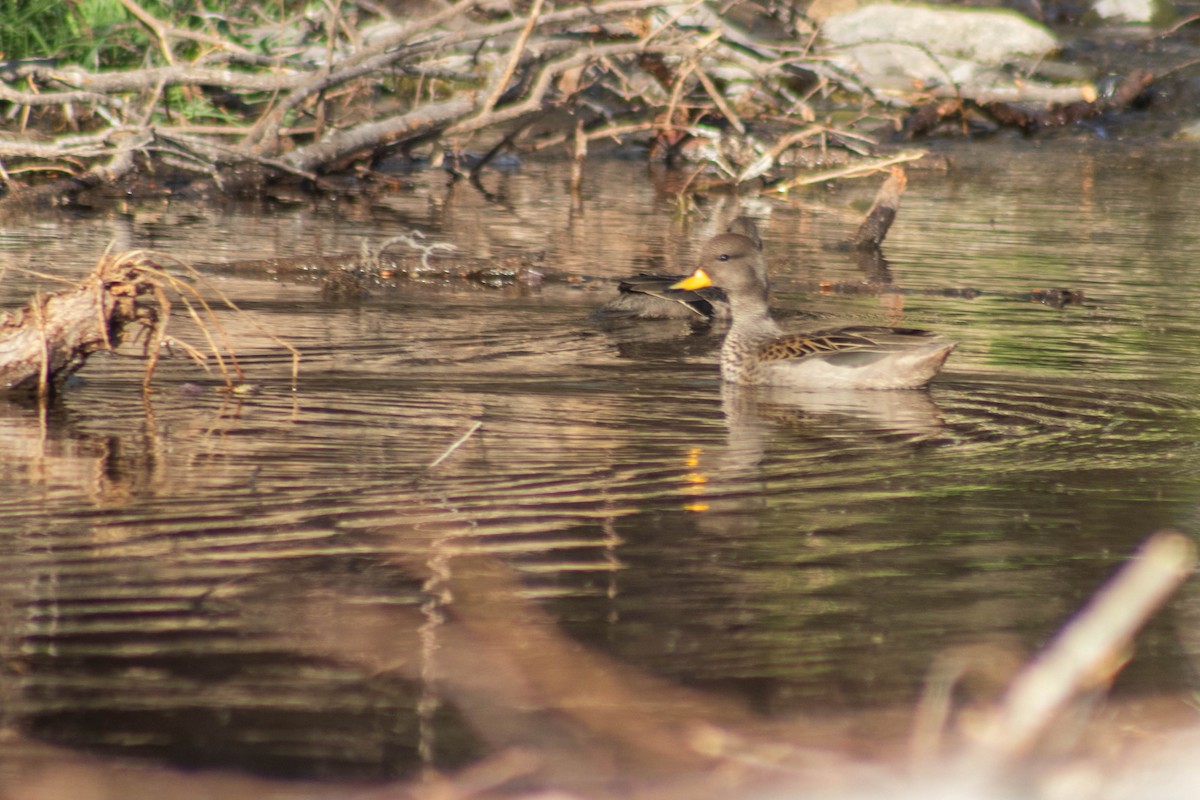 Yellow-billed Teal - ML624039337