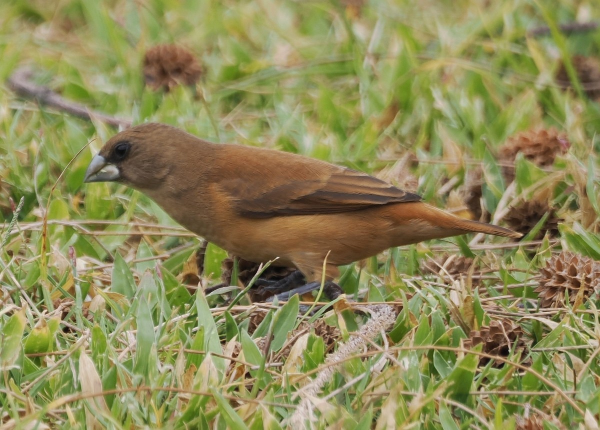 Chestnut Munia - ML624039348