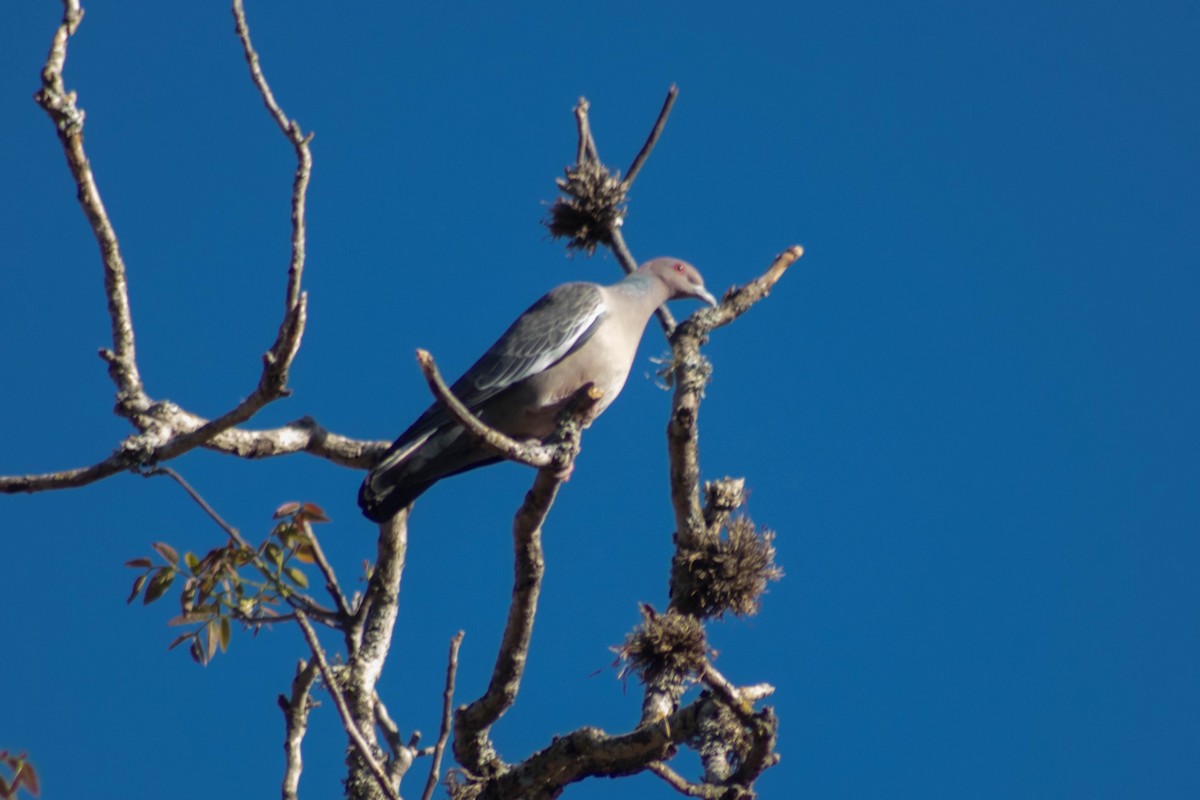 Picazuro Pigeon - ML624039352