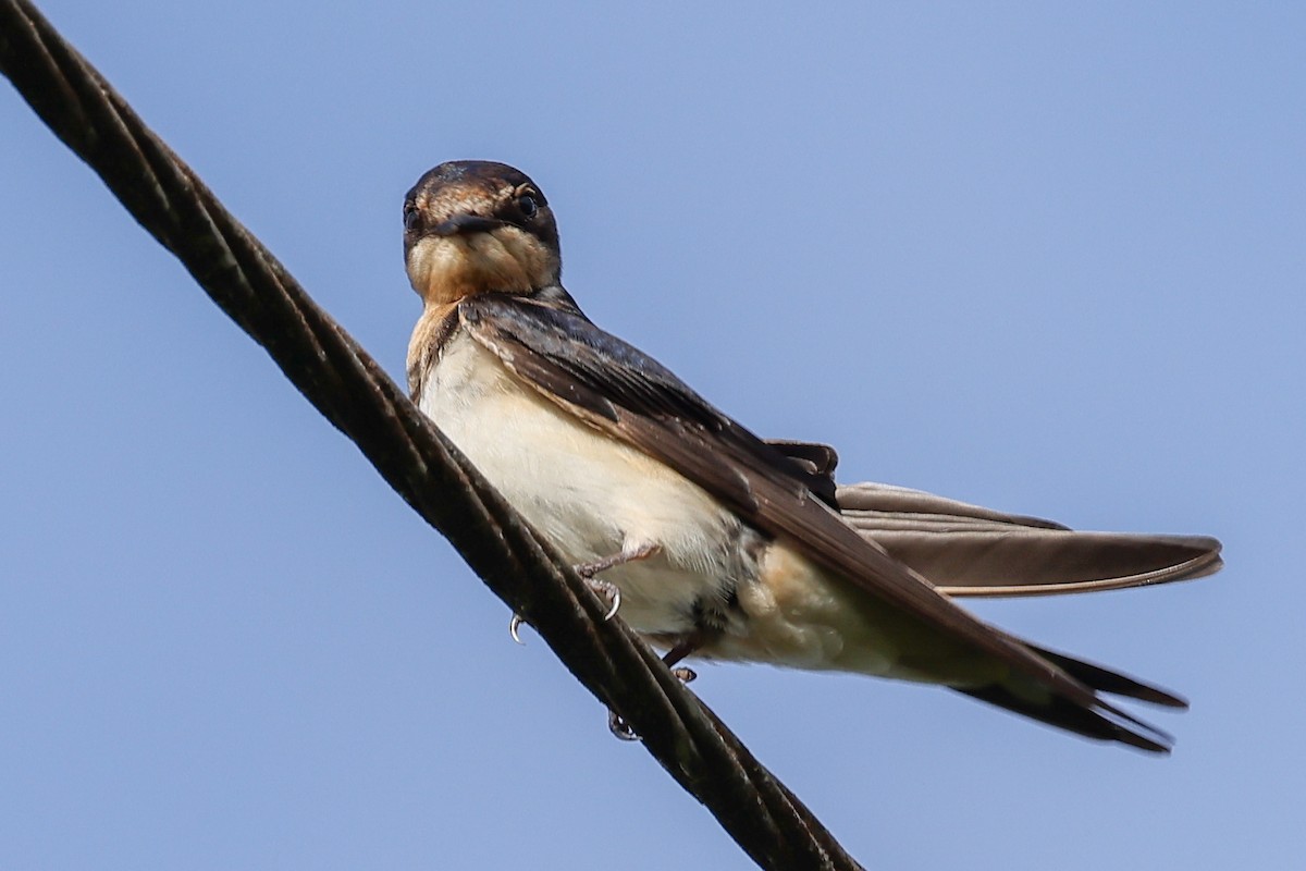 Barn Swallow - ML624039357