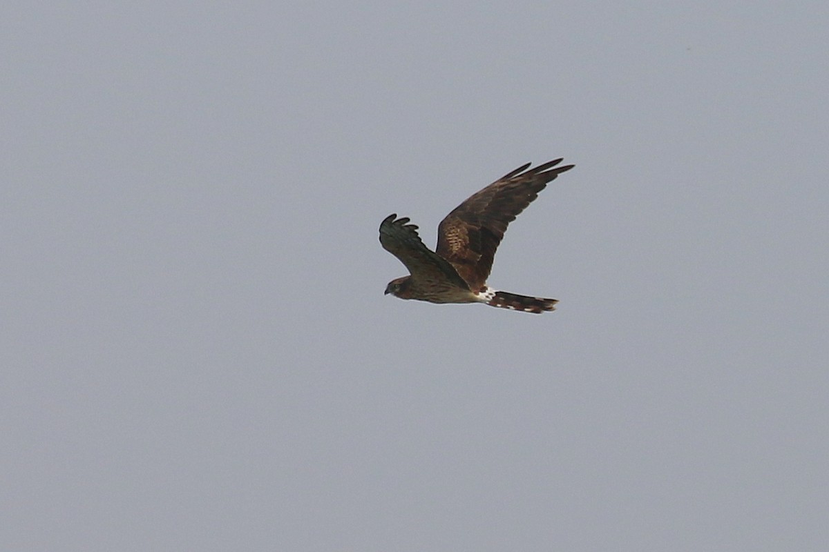 Montagu's Harrier - ML624039364