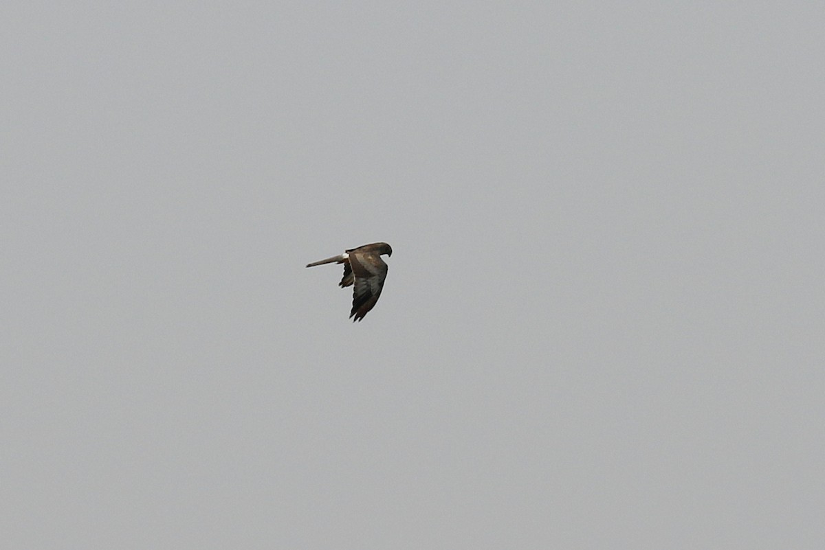 Montagu's Harrier - ML624039365