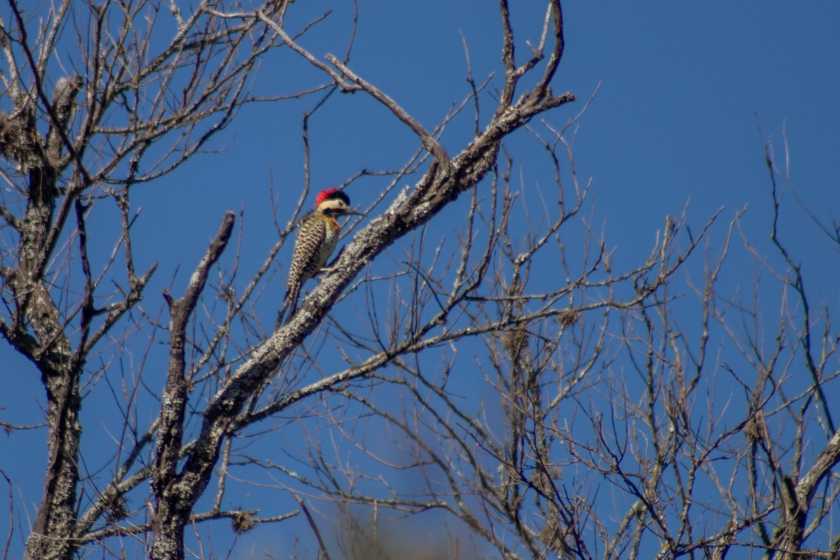 Green-barred Woodpecker - ML624039377