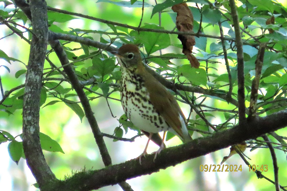 Wood Thrush - ML624039389