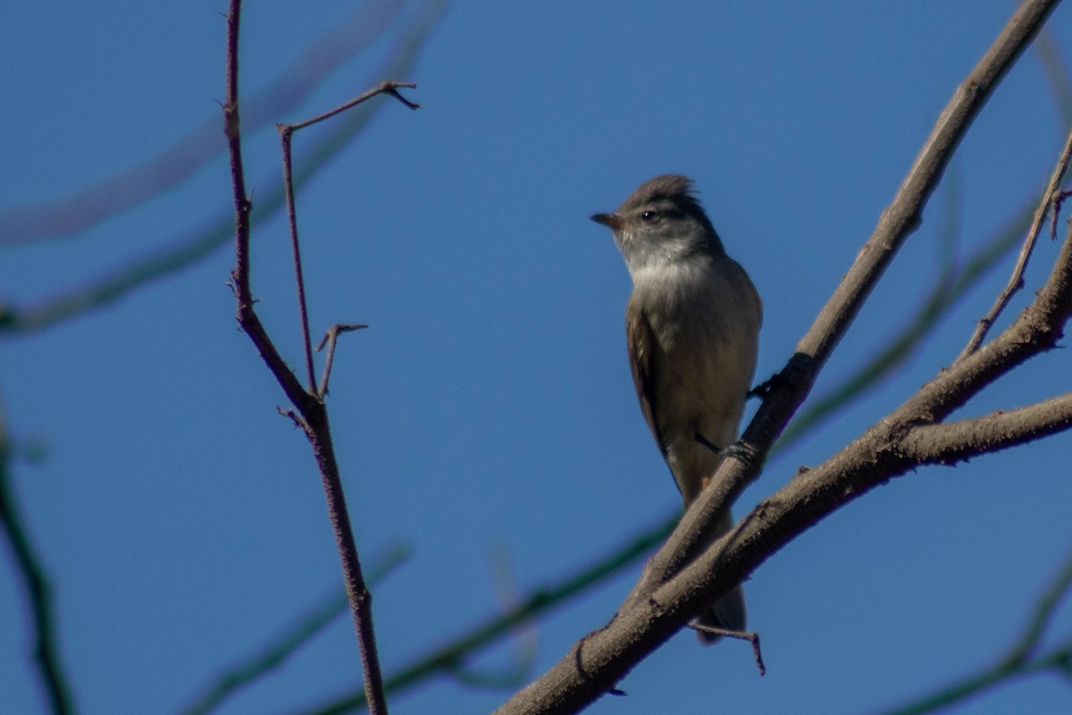 Southern Beardless-Tyrannulet - ML624039390