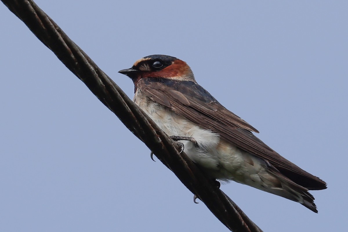 Cliff Swallow - ML624039396