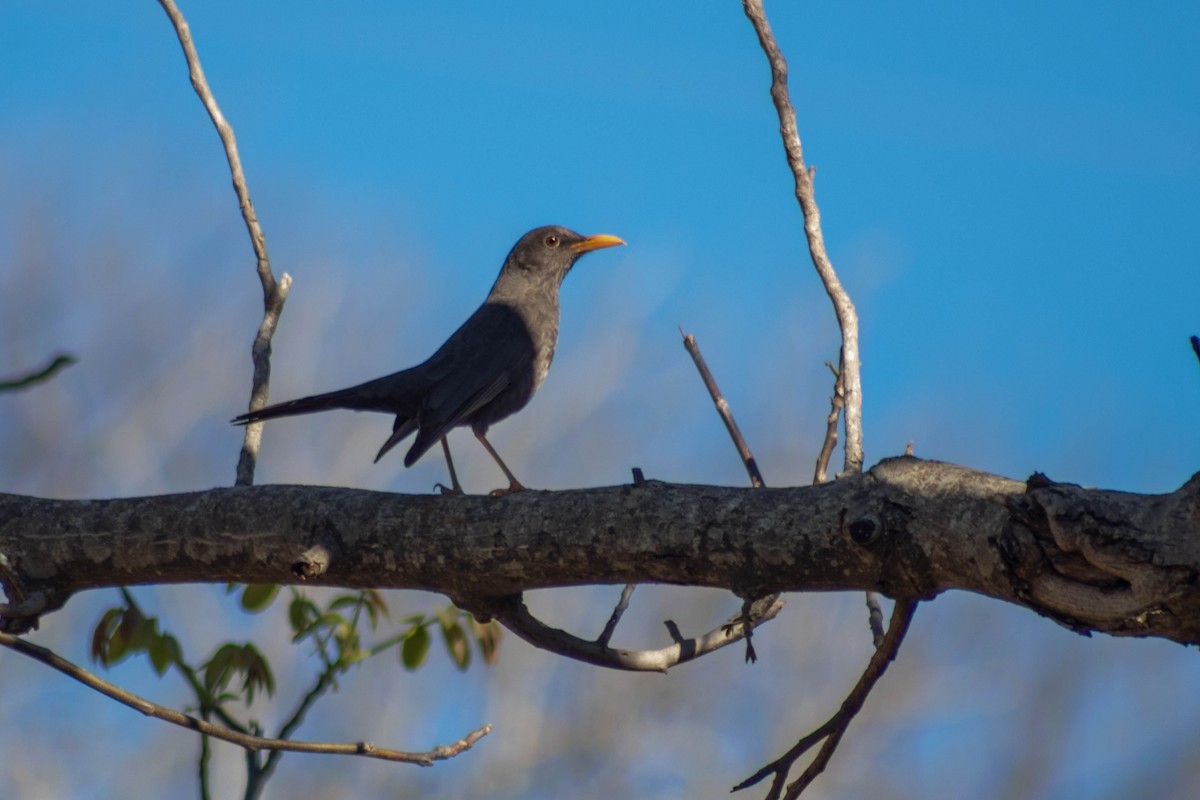 Chiguanco Thrush - ML624039410