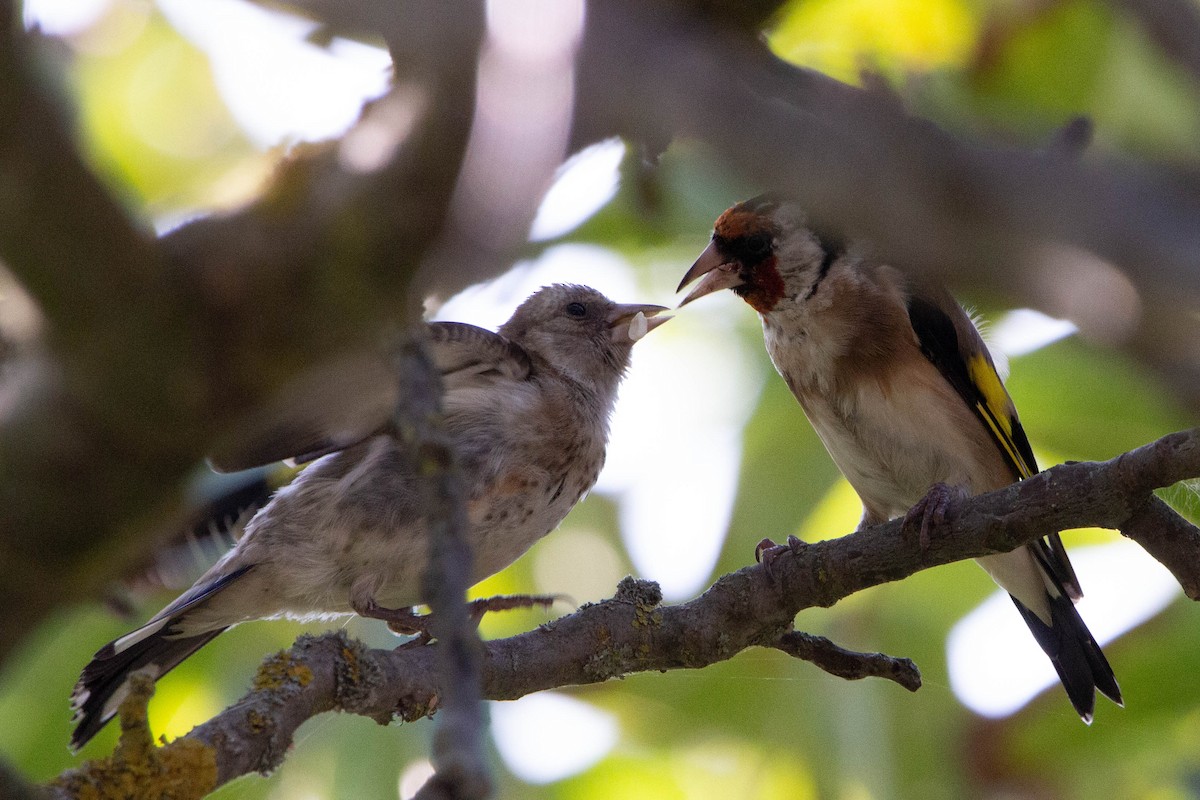 European Goldfinch - ML624039417