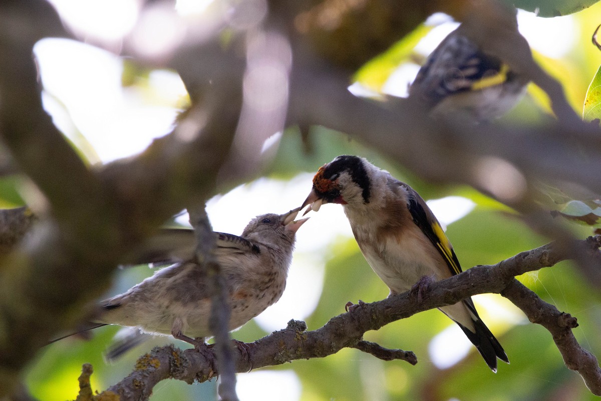 European Goldfinch - ML624039418