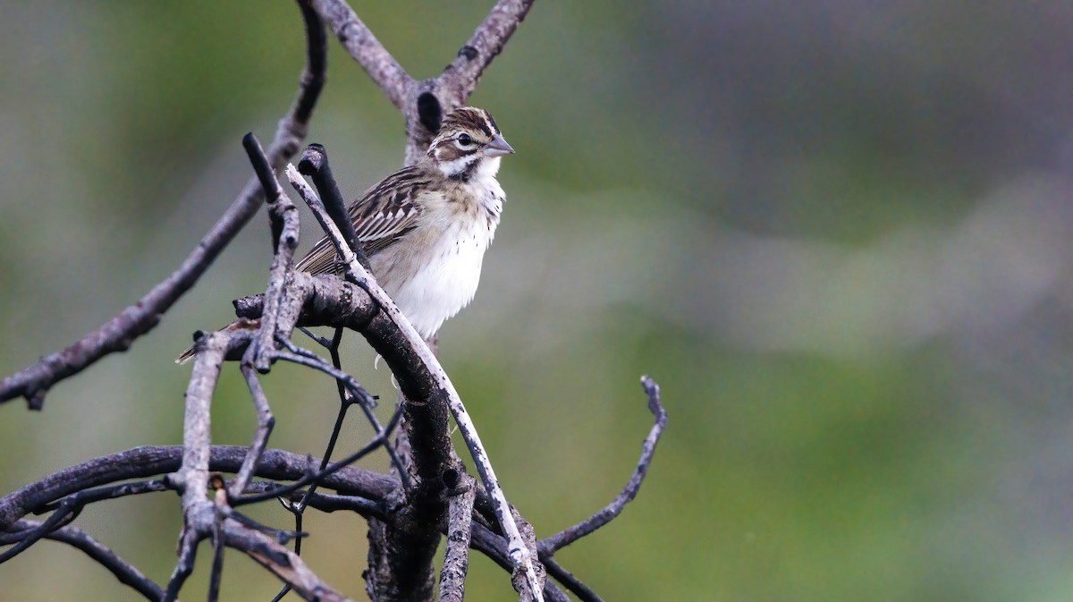 Lark Sparrow - ML624039423