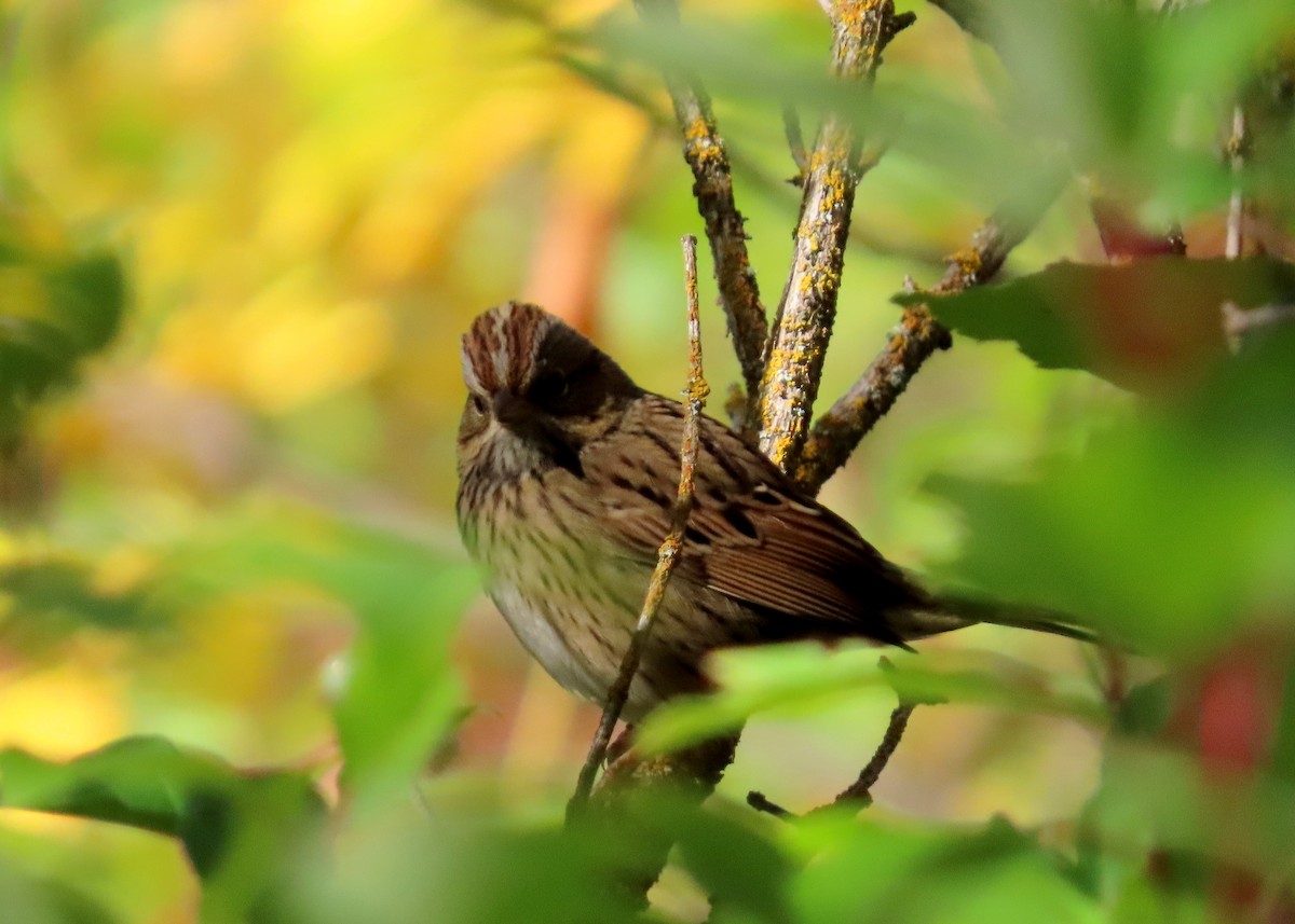 Lincoln's Sparrow - ML624039439