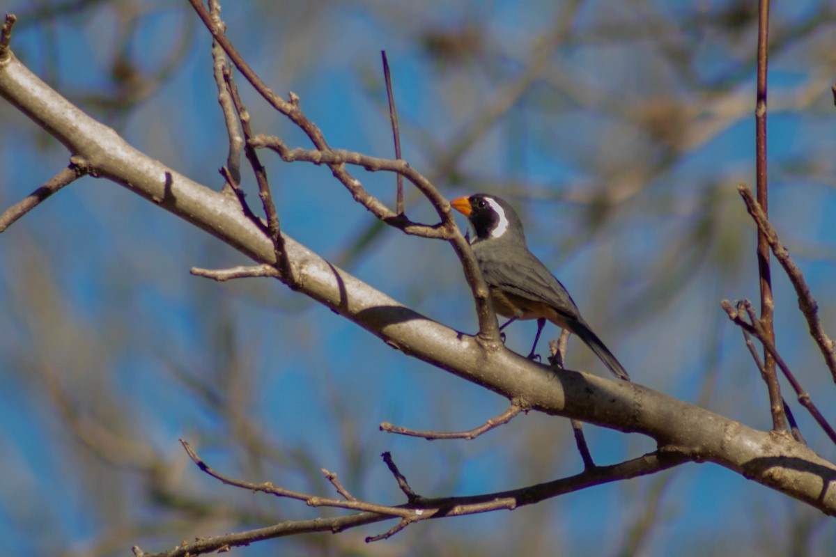 Golden-billed Saltator - ML624039444