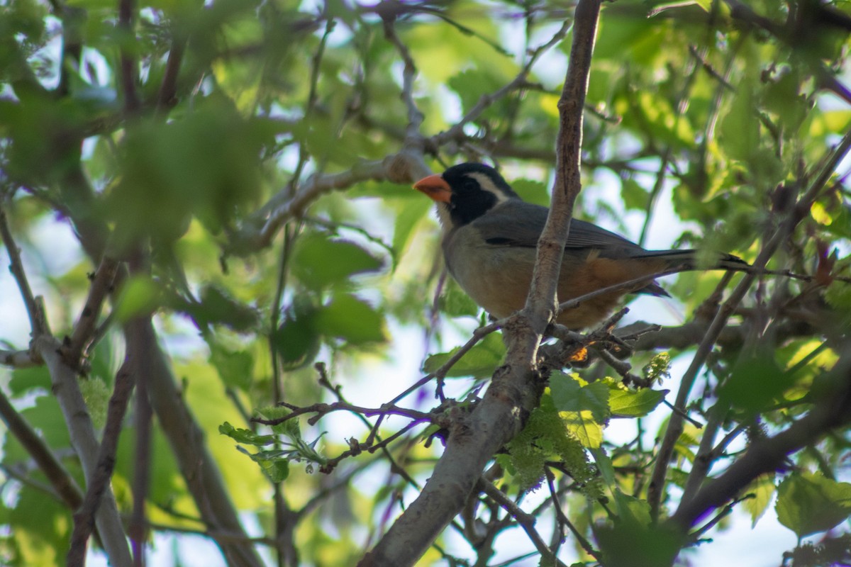 Golden-billed Saltator - ML624039445