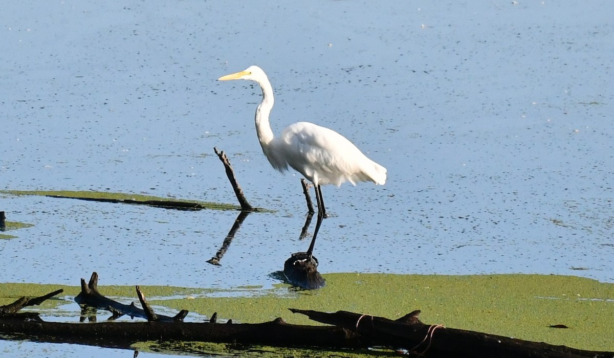 Great Egret - ML624039473