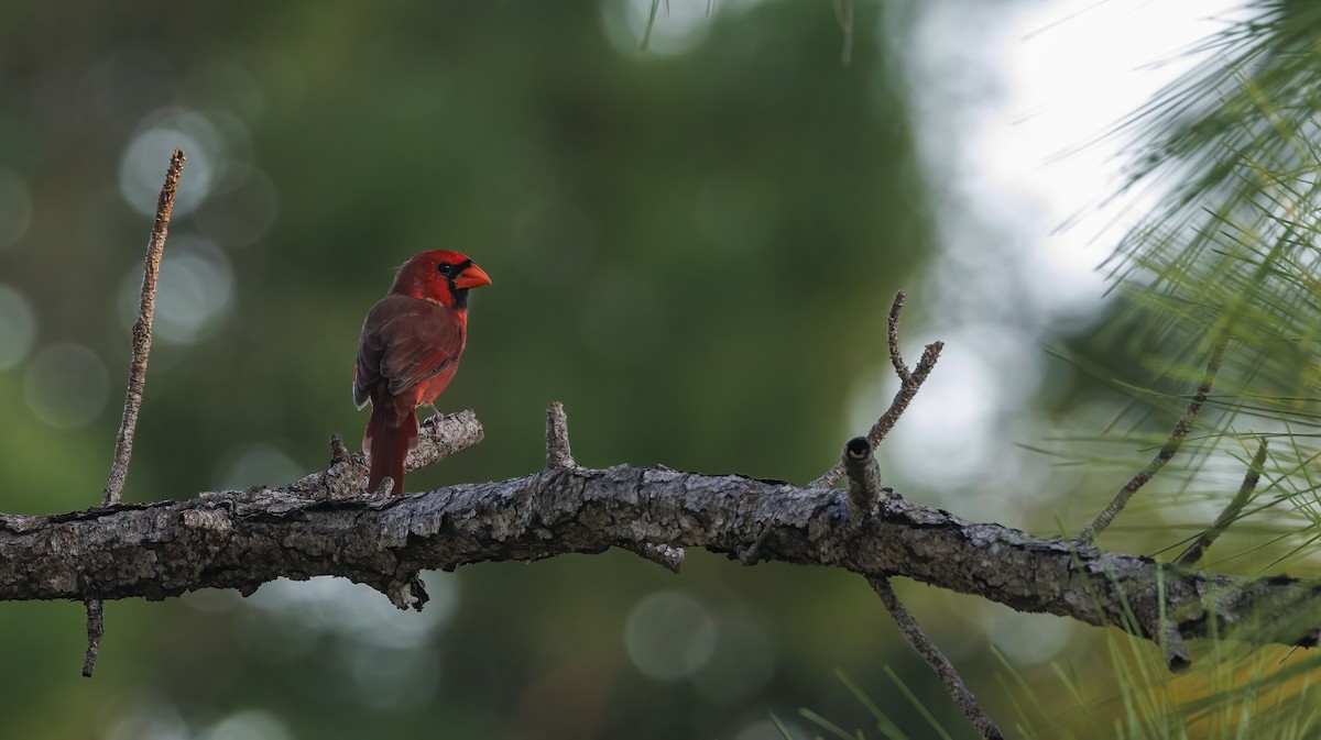 Northern Cardinal - Patty and Pedro Gómez