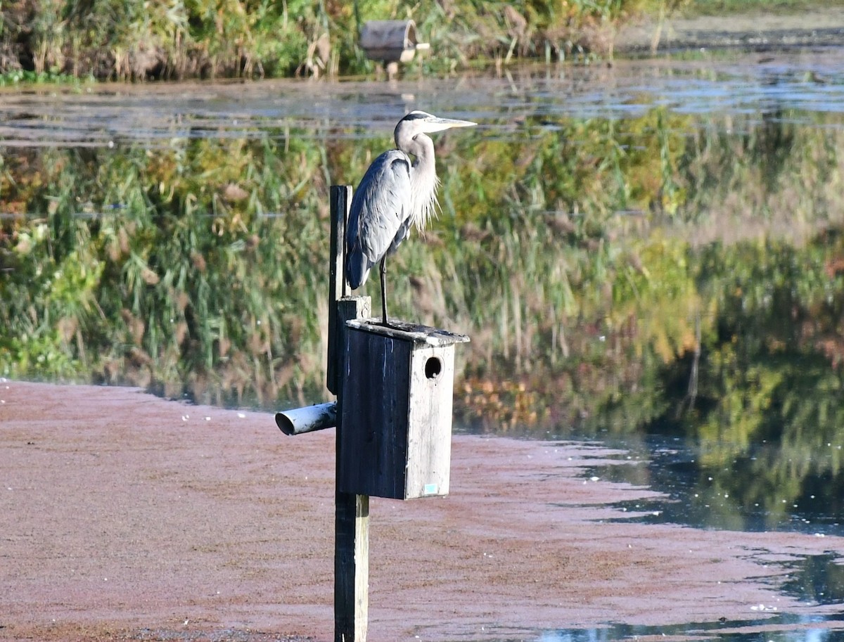 Great Blue Heron - ML624039490