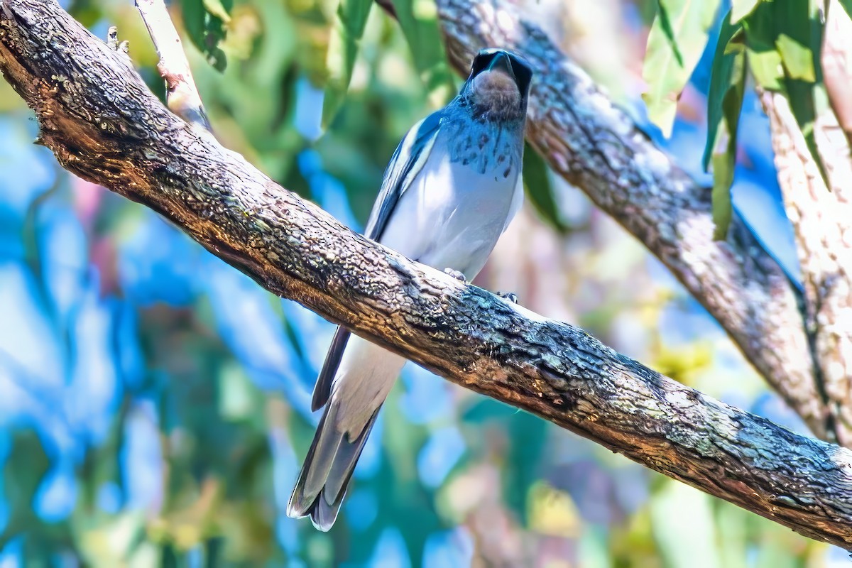 White-bellied Cuckooshrike - ML624039502