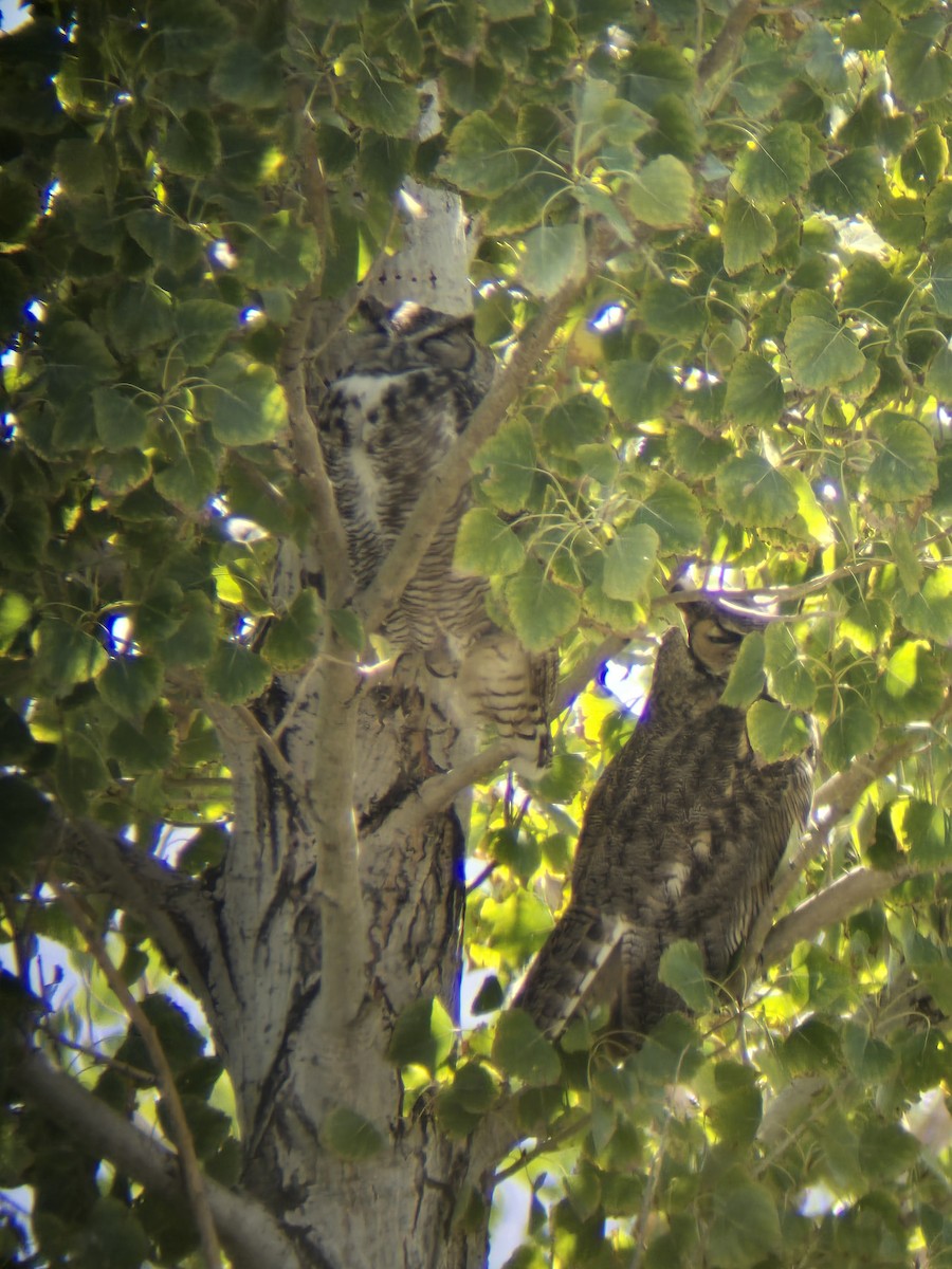 Great Horned Owl - ML624039504