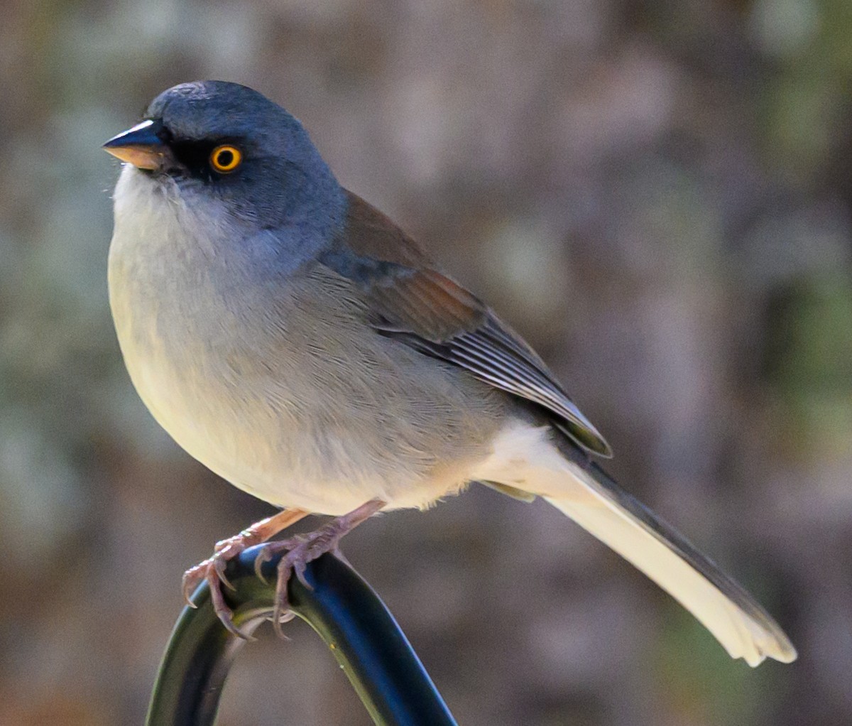 Yellow-eyed Junco - ML624039506