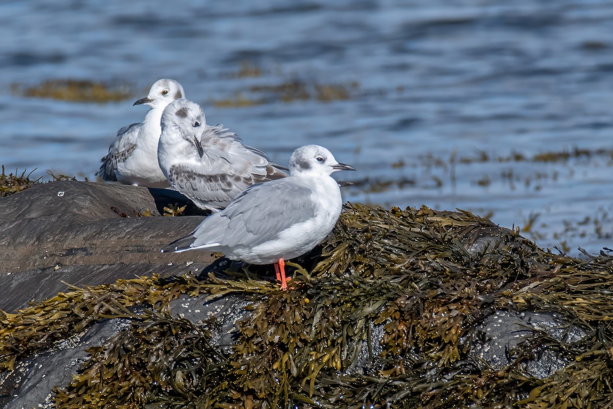 Bonaparte's Gull - ML624039515