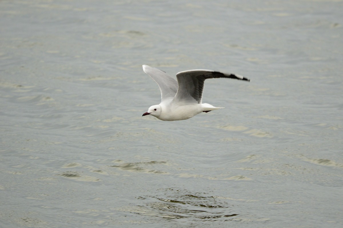 Hartlaub's Gull - ML624039517