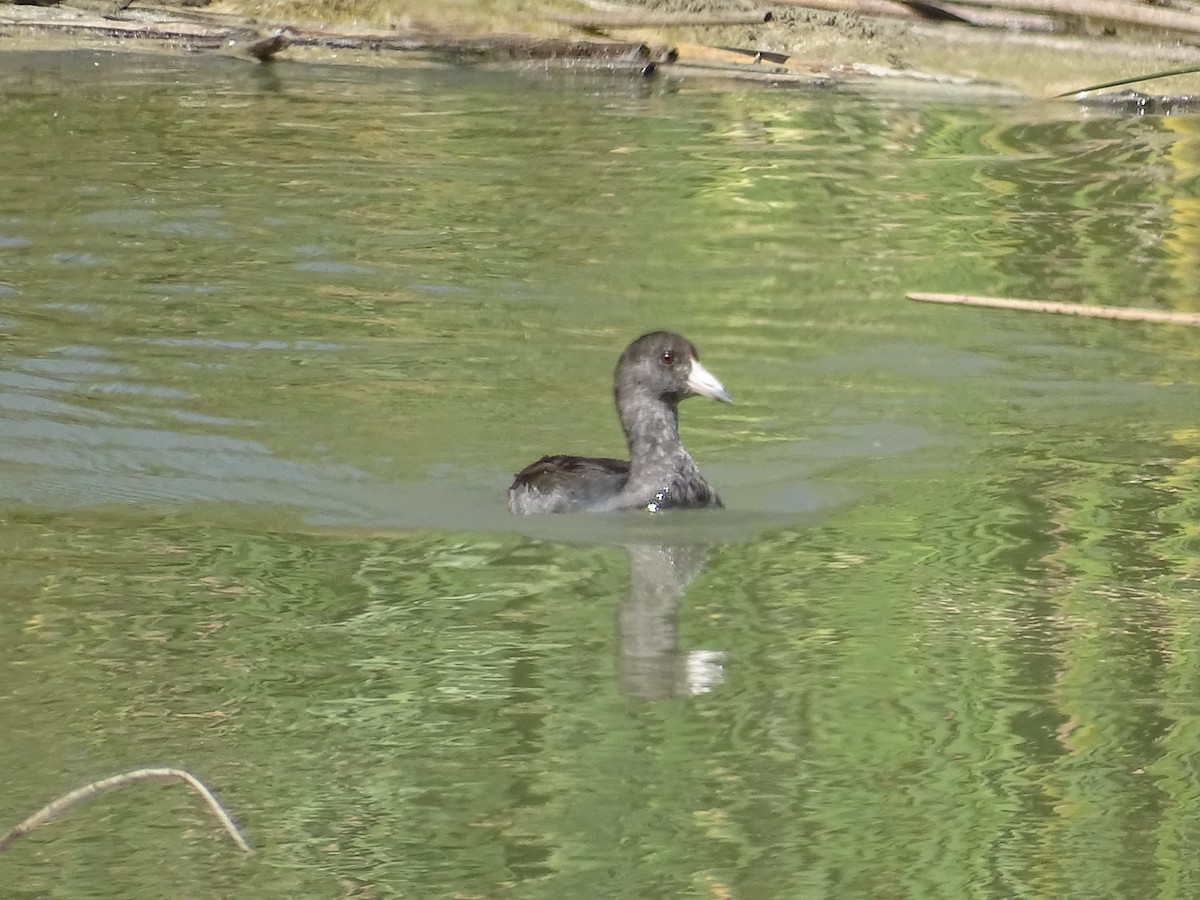 American Coot - ML624039525