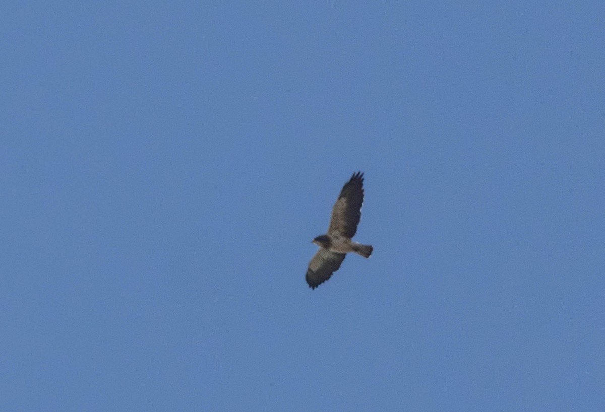 Swainson's Hawk - ML624039531