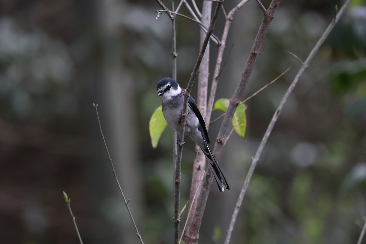 琉球山椒鳥 - ML624039533