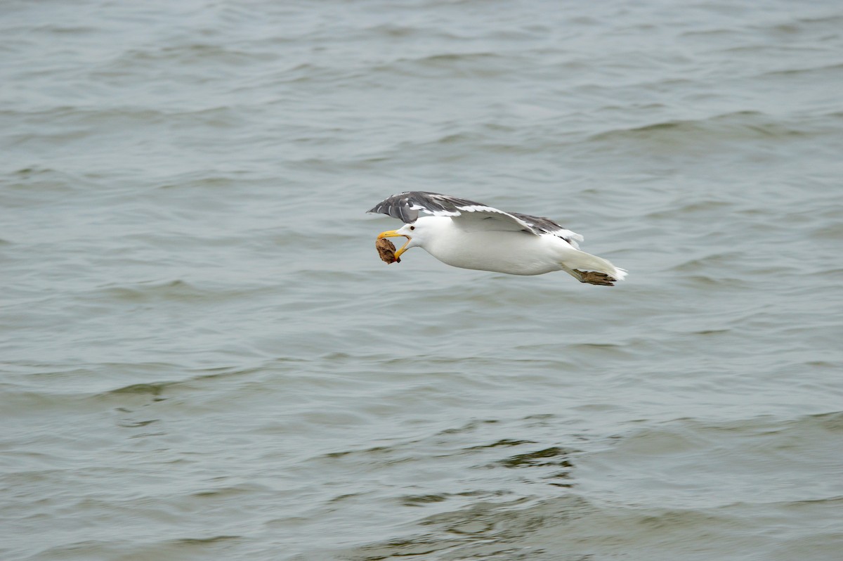 Kelp Gull - ML624039534