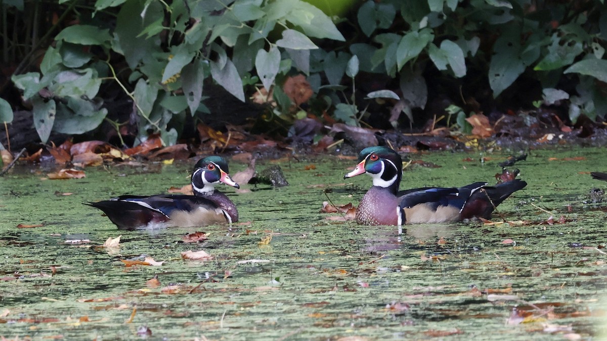 Wood Duck - ML624039535