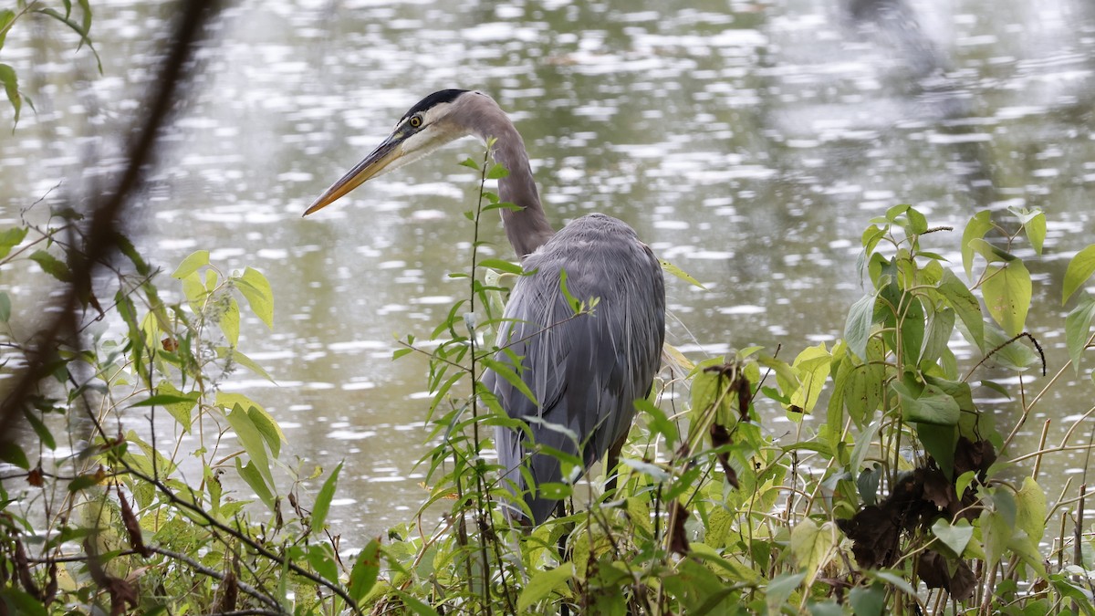 Great Blue Heron - ML624039548