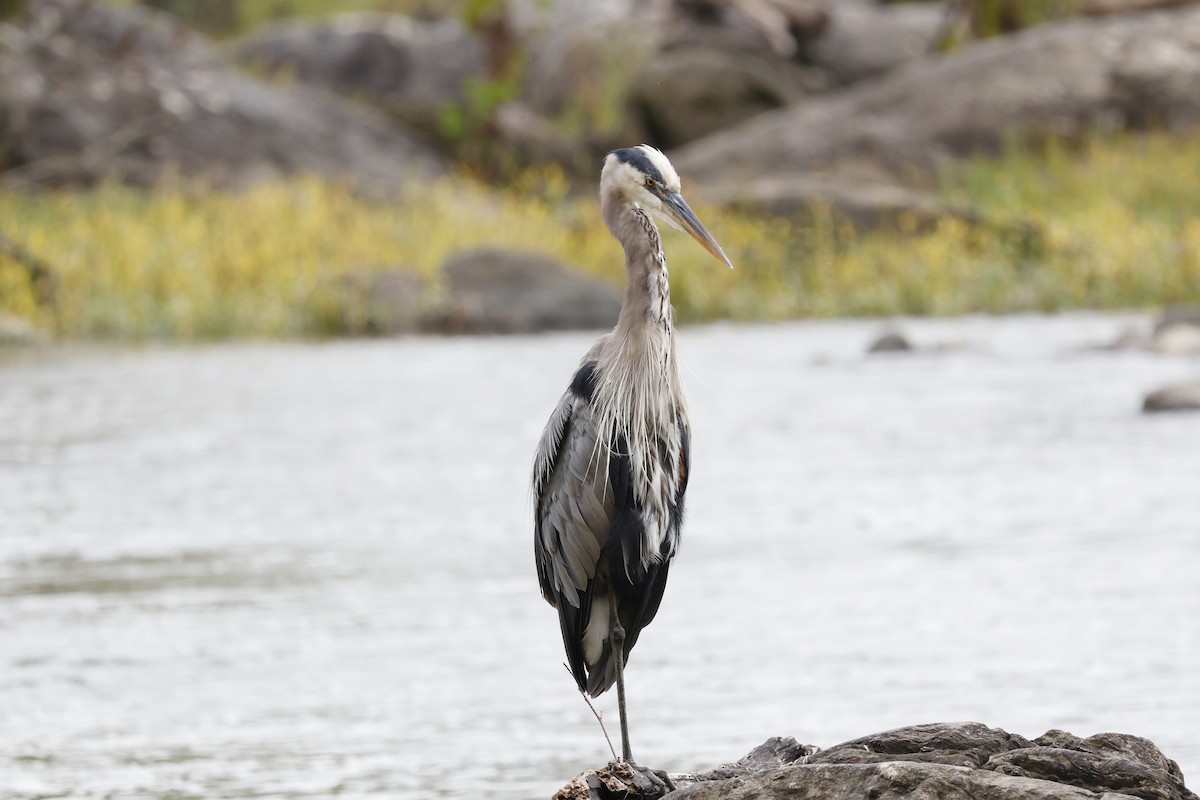 Great Blue Heron - ML624039549