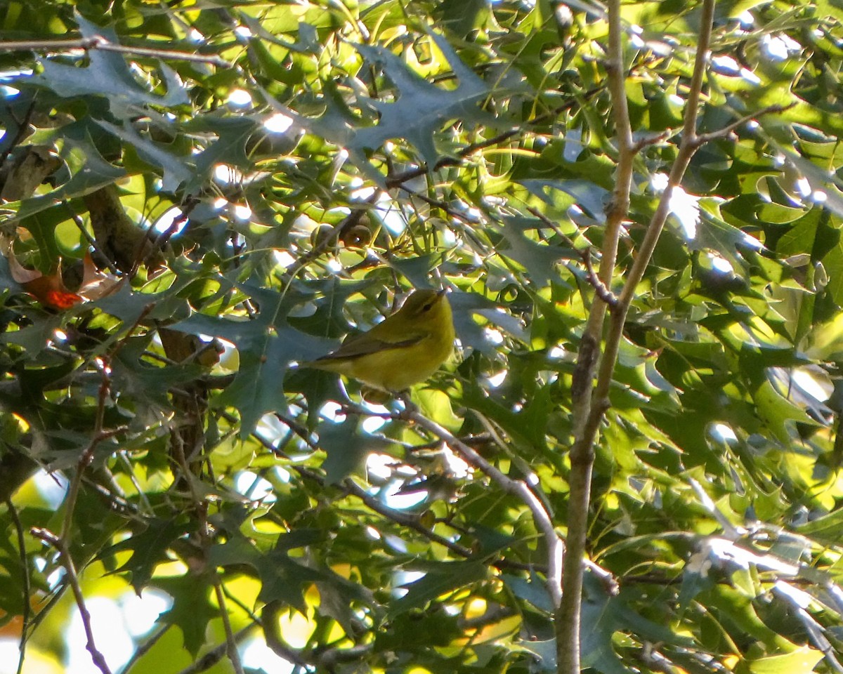 Tennessee Warbler - ML624039557