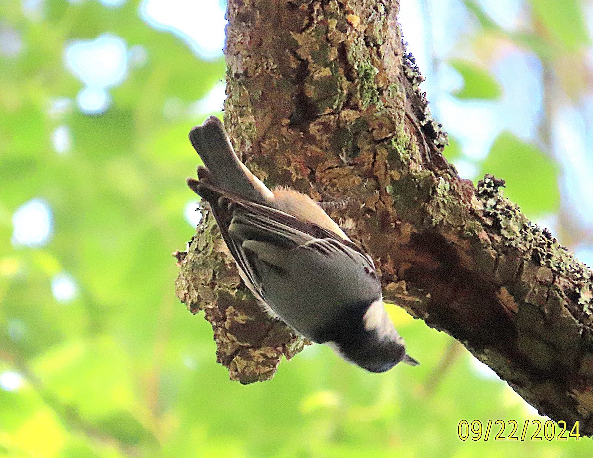 White-breasted Nuthatch - ML624039576