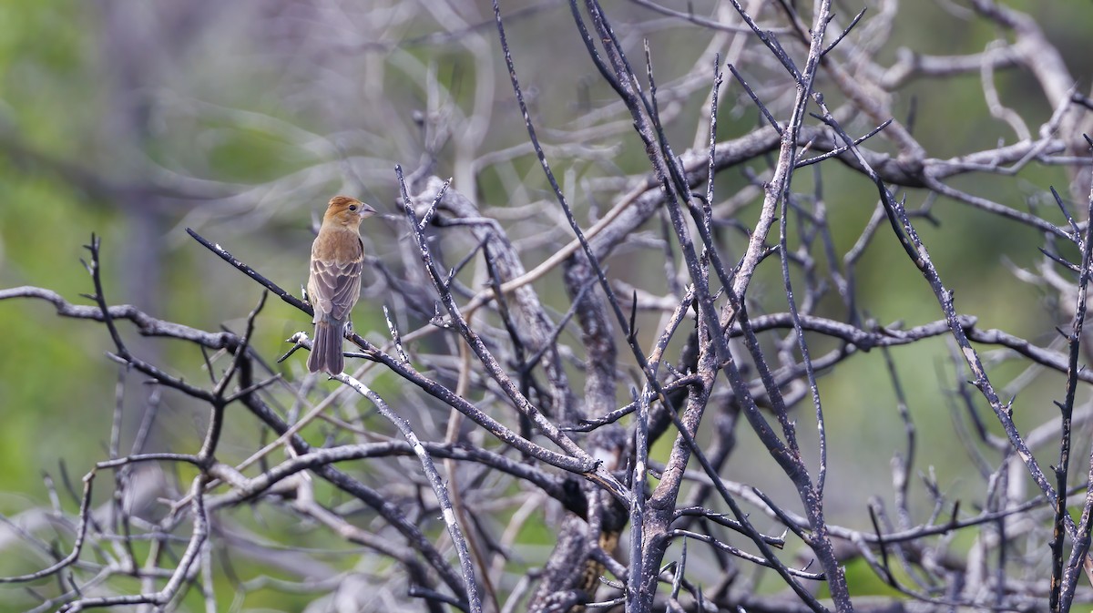 Blue Grosbeak - ML624039588