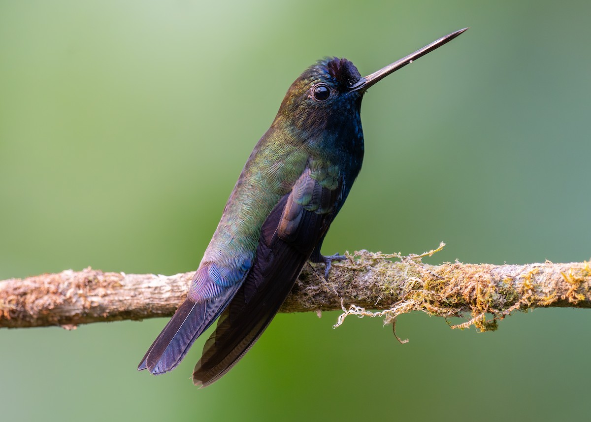 Blue-fronted Lancebill - ML624039614