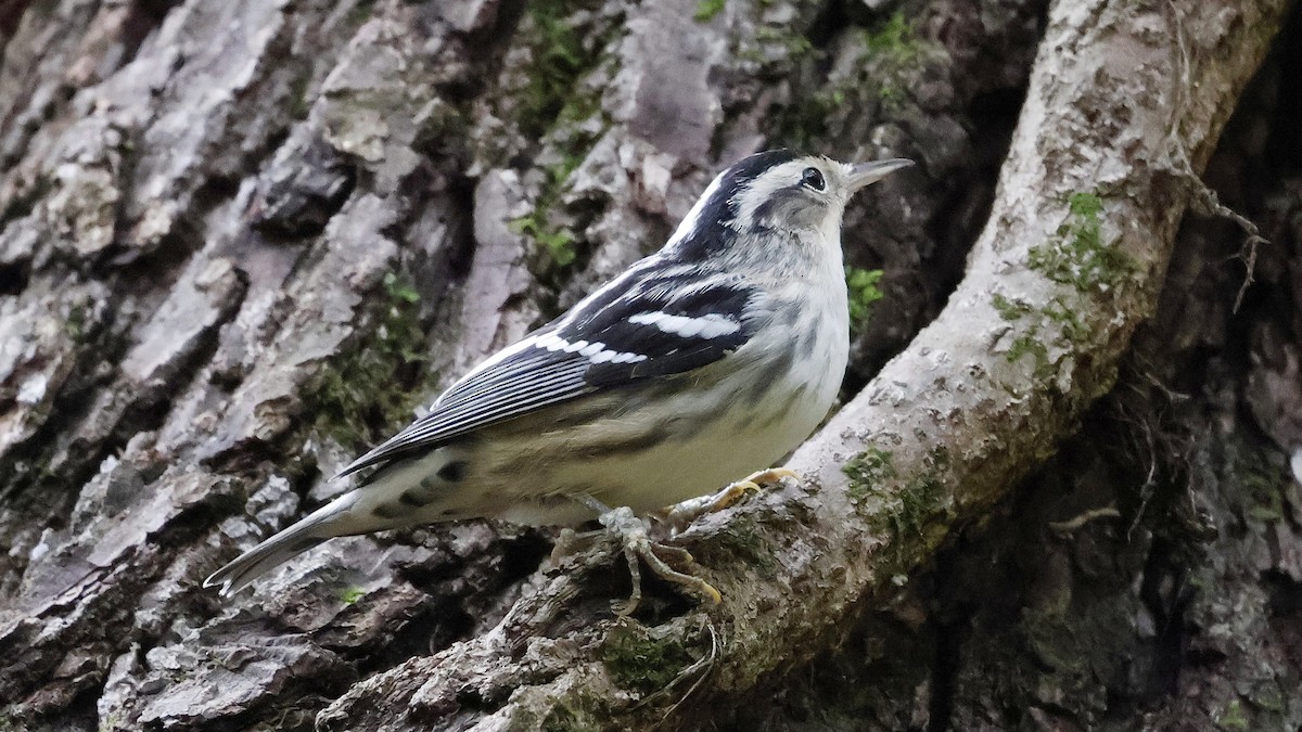 Black-and-white Warbler - ML624039618