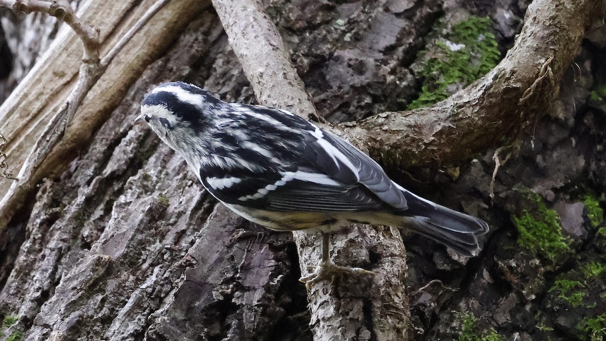 Black-and-white Warbler - ML624039619