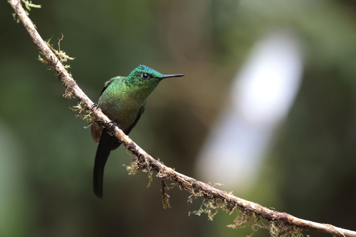 Long-tailed Sylph - ML624039667