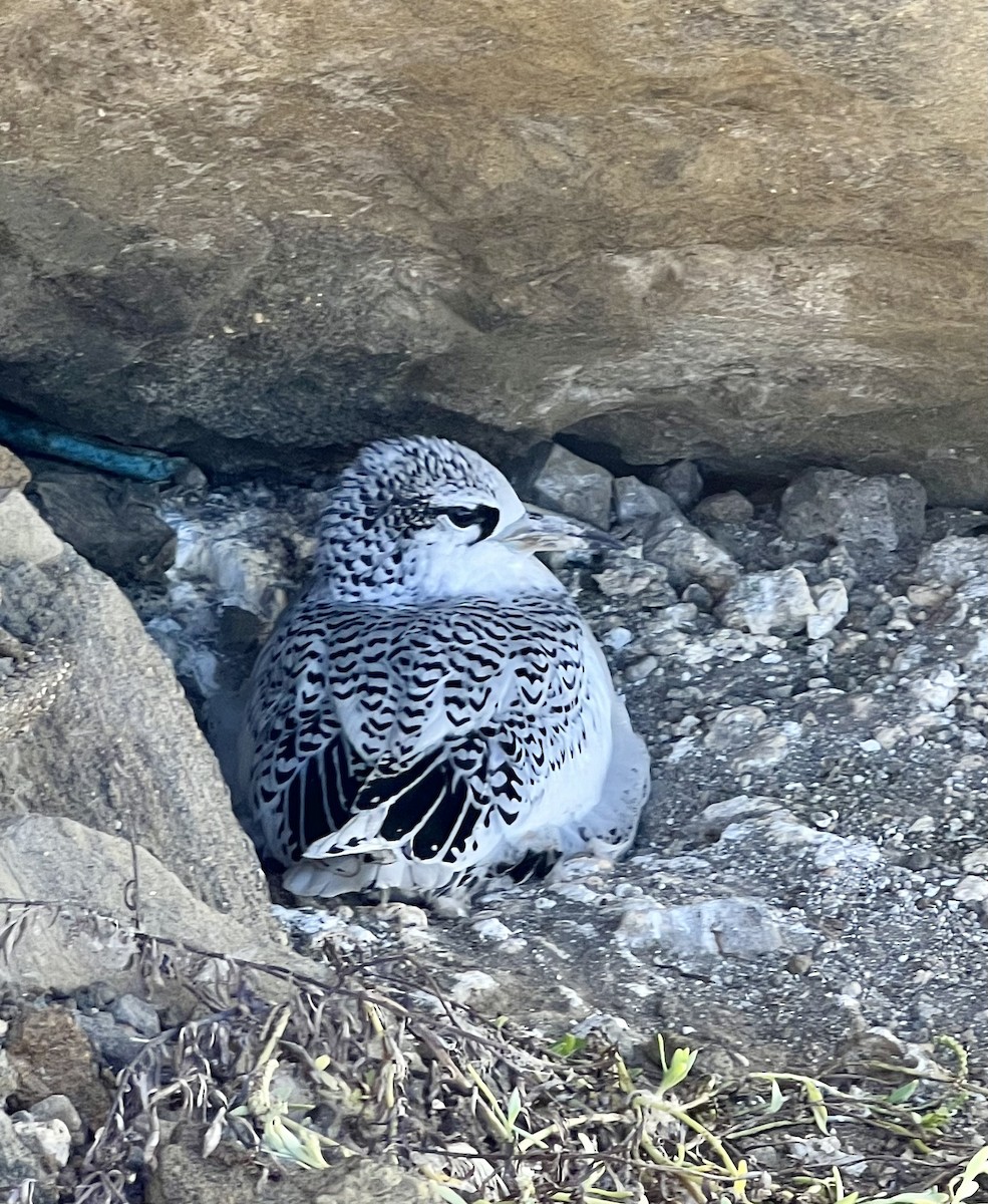 Red-tailed Tropicbird - ML624039670