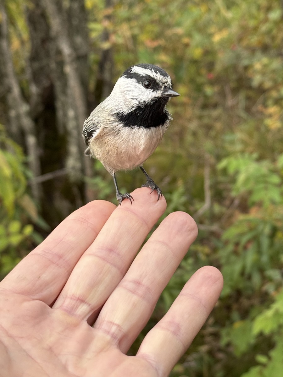 Mountain Chickadee - ML624039671