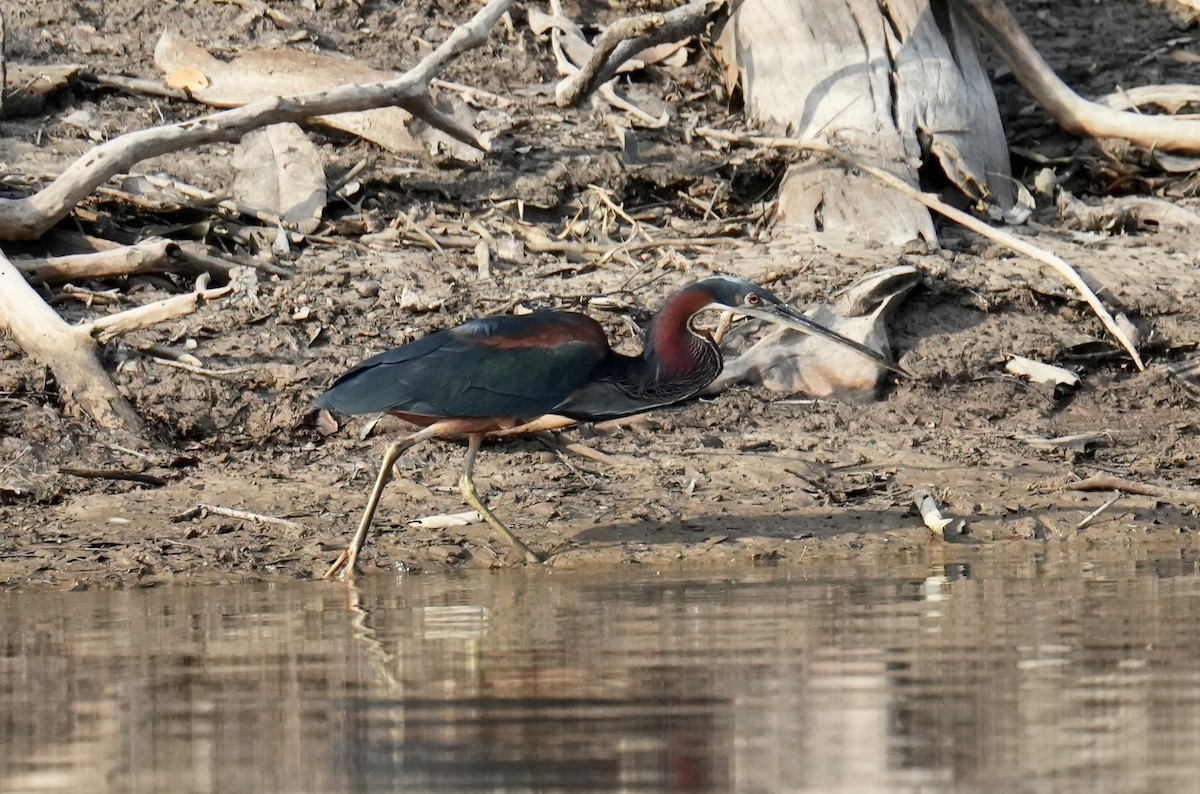 Agami Heron - ML624039672