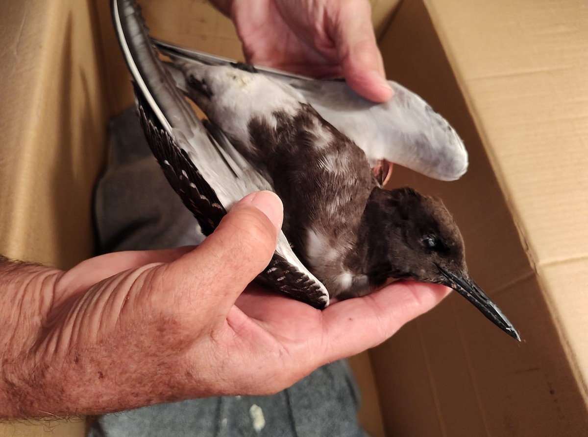 Sooty Tern - ML624039693