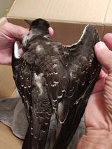 Sooty Tern - ML624039701