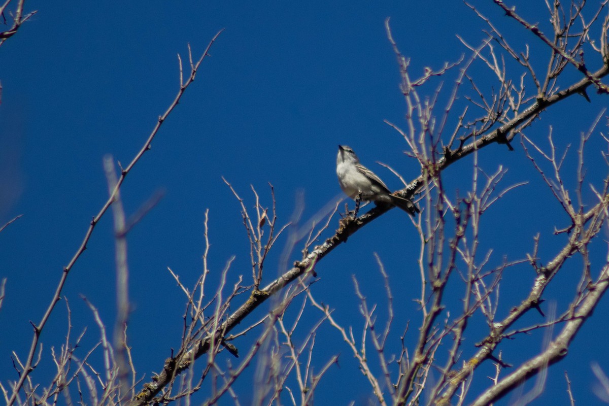 White-crested Tyrannulet - ML624039708