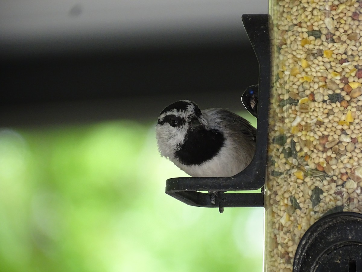 Mountain Chickadee - ML624039728