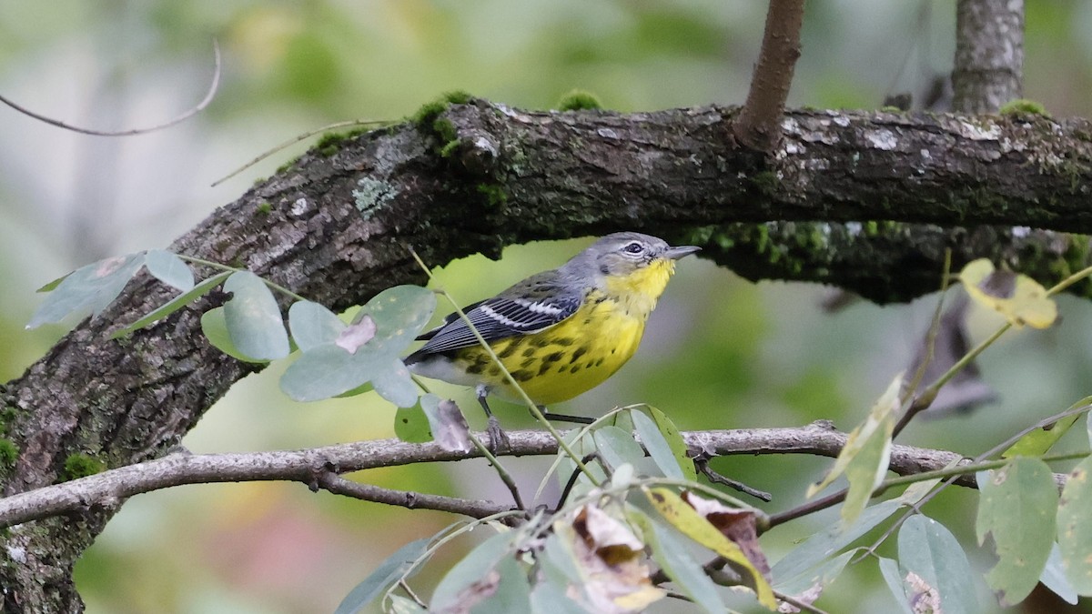 Northern Parula - ML624039733