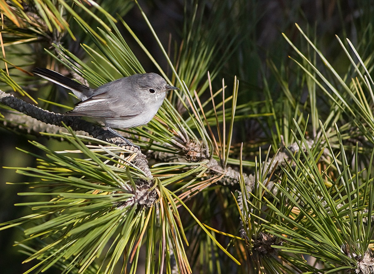 Blue-gray Gnatcatcher - John Gluth