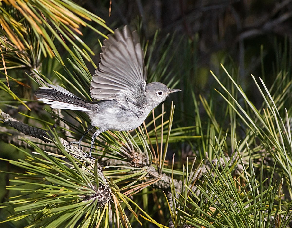 Blue-gray Gnatcatcher - John Gluth