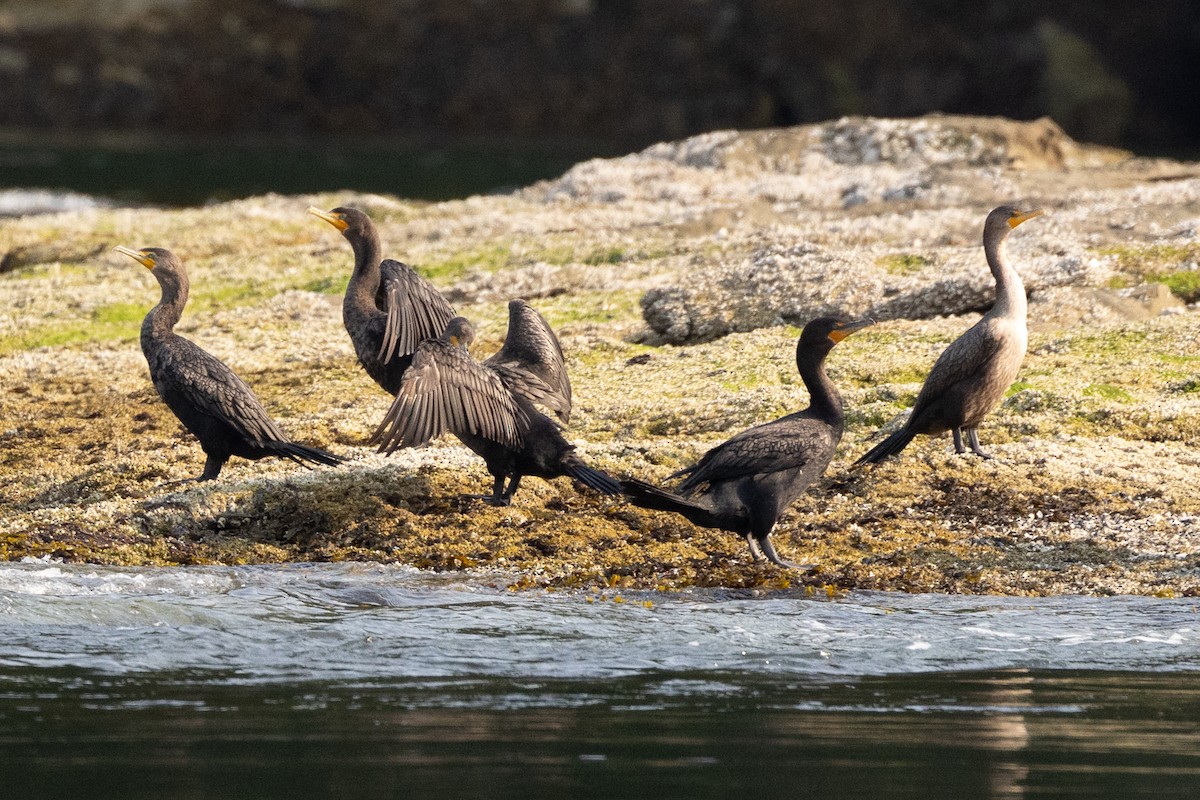 Double-crested Cormorant - ML624039766